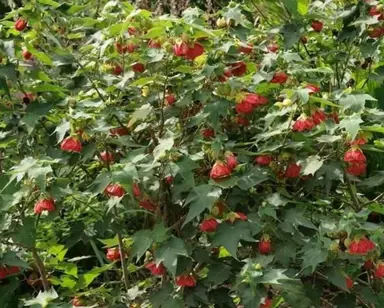 abutilon-ashford-red-4