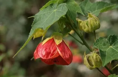 abutilon-ashford-red-5