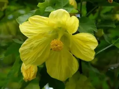 abutilon-golden-fleece-1