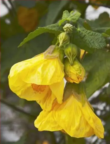 abutilon-golden-fleece-3