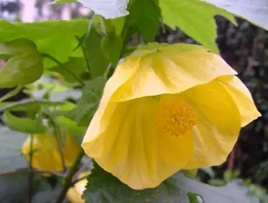 abutilon-golden-fleece-4