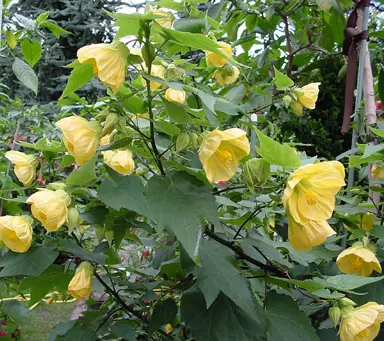 abutilon-golden-fleece-5