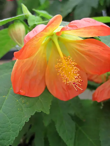 abutilon-lucky-lantern-orange-