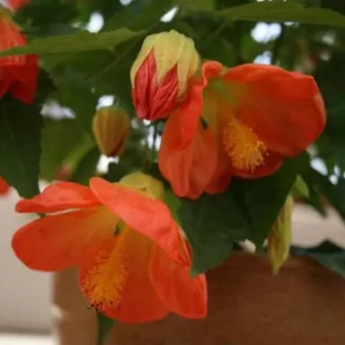 abutilon-lucky-lantern-orange-1