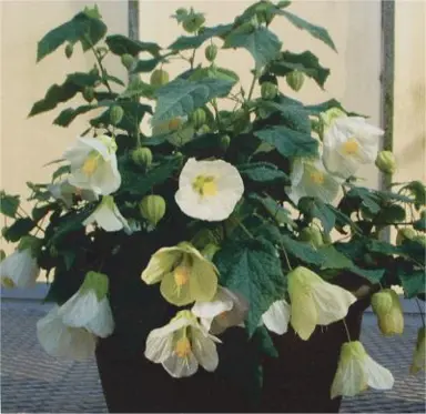 abutilon-lucky-lantern-white-