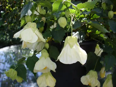 abutilon-lucky-lantern-white-1