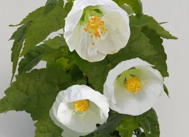 abutilon-lucky-lantern-white-2