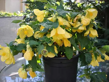 abutilon-lucky-lantern-yellow-