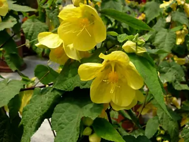 abutilon-lucky-lantern-yellow-1