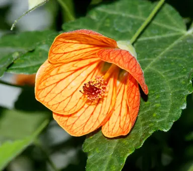 abutilon-orange-