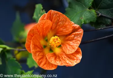 abutilon-orange-1