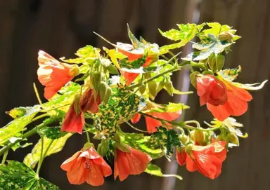 abutilon-pictum-thompsonii-