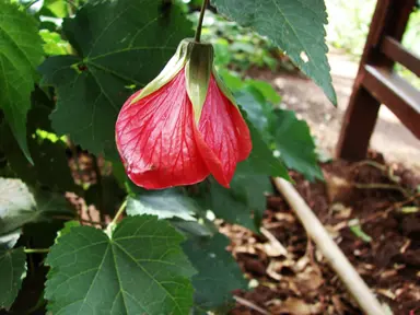 abutilon-red-emperor-2