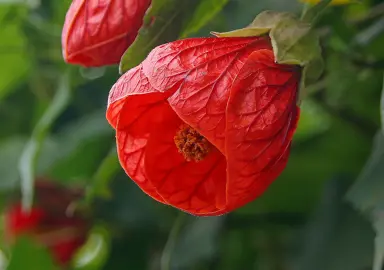 abutilon-red-emperor-3