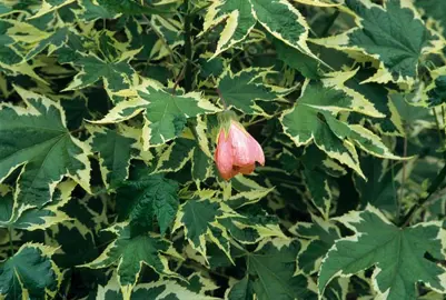 abutilon-souvenir-de-bonn-1