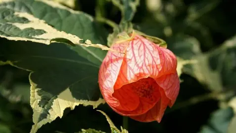 abutilon-souvenir-de-bonn-2