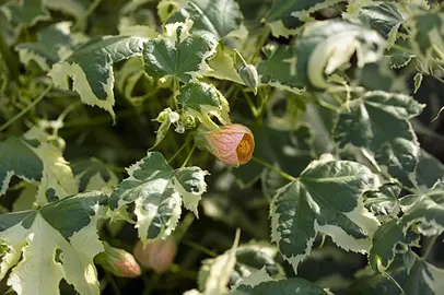 abutilon-souvenir-de-bonn-3