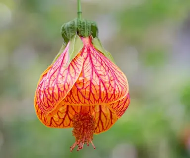 abutilon-striatum-