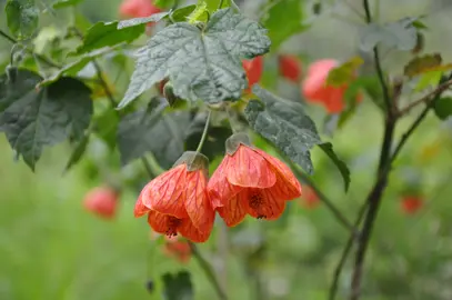 abutilon-striatum-1