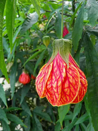 abutilon-striatum-2