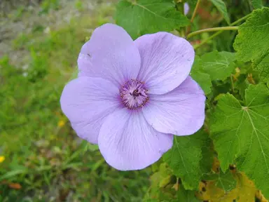 abutilon-vitifolium-1