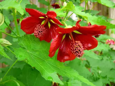 abutilon-voodoo-