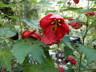 abutilon-voodoo-1