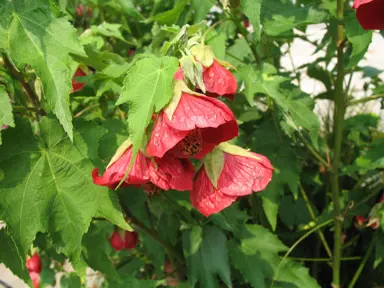 abutilon-voodoo-2