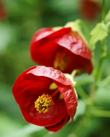 abutilon-voodoo-3