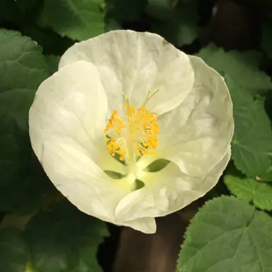 abutilon-white-gold-1