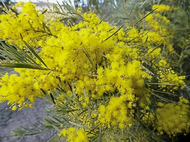 acacia-boormanii--1