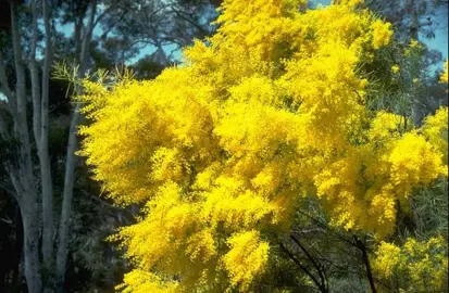 acacia-boormanii-