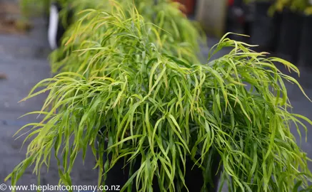 Vibrant green leaves on Acacia Fettuccine growing in a pot.