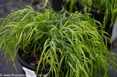 Lush foliage on Acacia Fettuccine growing in a pot.