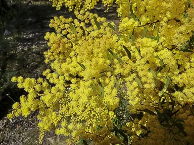 acacia-fimbriata--1