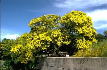 acacia-fimbriata-