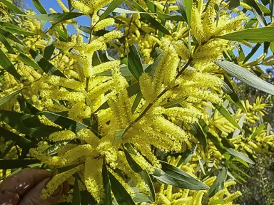 acacia-longifolia-