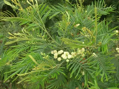 acacia-mearnsii-