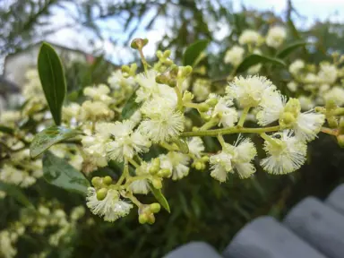 acacia-myrtifolia-