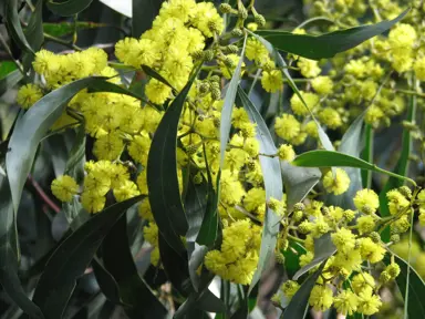 acacia-pycnantha-