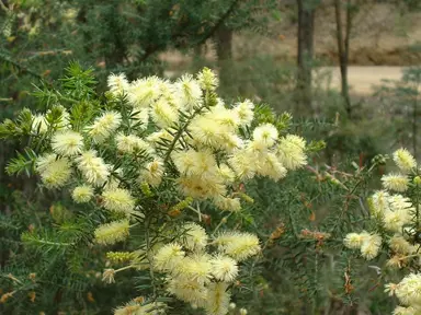 acacia-verticillata-1