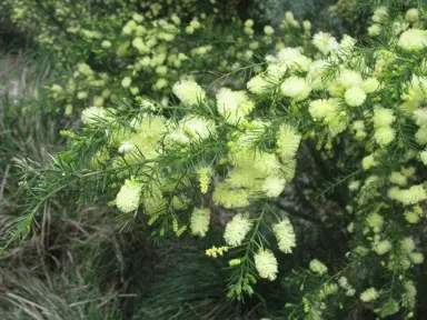 acacia-verticillata-2