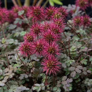 Acaena microphylla 'Kupferteppich' plant.