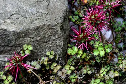 Acaena microphylla plant with red seed heads.