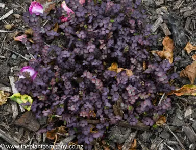 Acaena inermis purpurea growing as a ground cover plant.