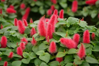 Acalypha reptans 'Stephie' plant with red flowers.