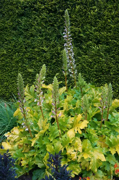 Acanthus mollis Hollard's Gold plant growing in a garden.