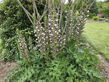 Acanthus Mornings Candle with lush foliage and pretty flowers.