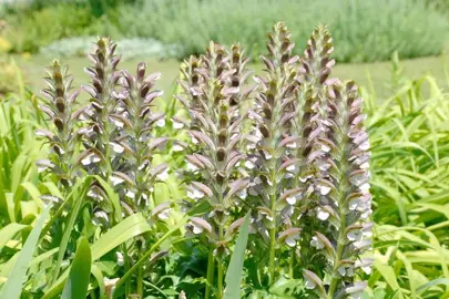 acanthus-hungaricus-