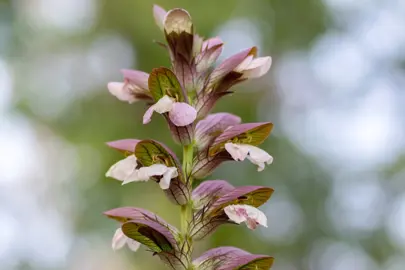 acanthus-hungaricus-1